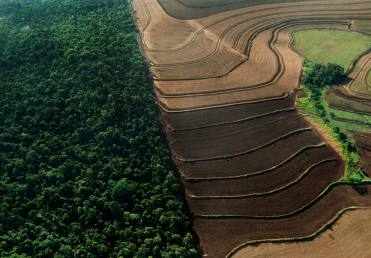 Aerial perspective of lush rice fields stretching across the landscape, harmoniously blending with a dense forest, representing the farming practices of Southlander, Wholesale Flowers Near Me and Bulk Organic Food Produce Distributors.