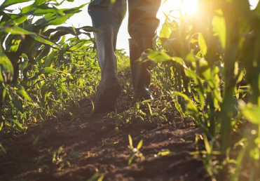 A solitary individual strolling amidst a vast expanse of corn, surrounded by towering stalks and a serene rural landscape, representing how to buy Southlander products, Wholesale Flowers Near Me and Bulk Organic Food Produce Distributors.