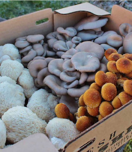 Fresh goldenberry or gooseberry on top of a wooden table, representing the products of Southlander, Wholesale Flowers Near Me and Bulk Organic Food Produce Distributors.